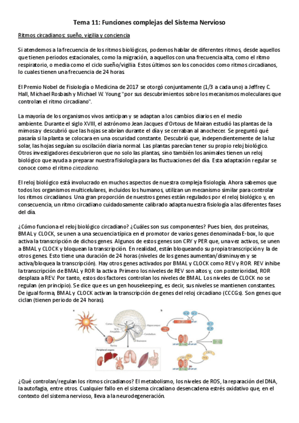 Miniatura del documento T11-NBM-Funciones-complejas-del-Sistema-Nervioso.pdf
