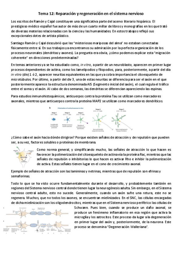 Miniatura del documento T12-NBM-Reparacion-y-regeneracion-en-el-sistema-nervioso.pdf