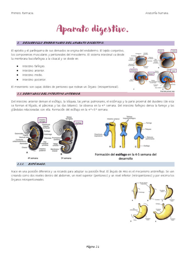 Miniatura del documento Aparato-digestivo.pdf
