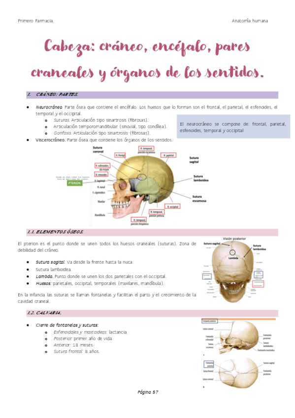 Miniatura del documento Cabeza.-Craneo-encefalo-pares-craneales-y-organos-de-los-sentidos..pdf
