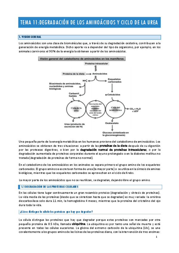 Miniatura del documento TEMA-11-BIOQUIMICA-II.pdf