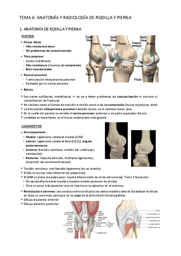 Miniatura del documento T6.-Rodilla-y-pierna.-Anatomia-y-radiologia.pdf