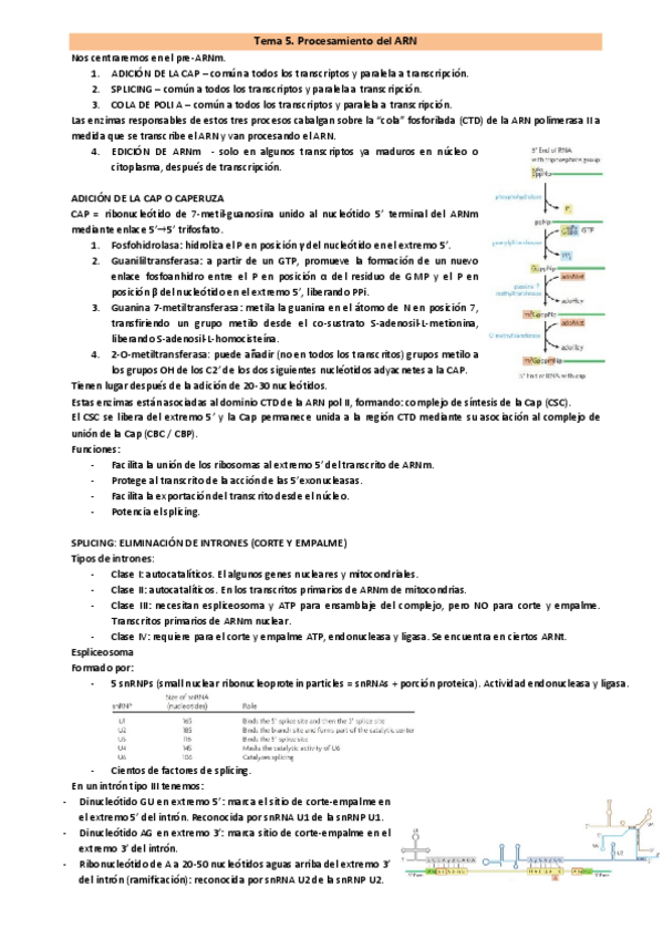 Miniatura del documento Resumen-tema-5.-Procesamiento-ARN.pdf