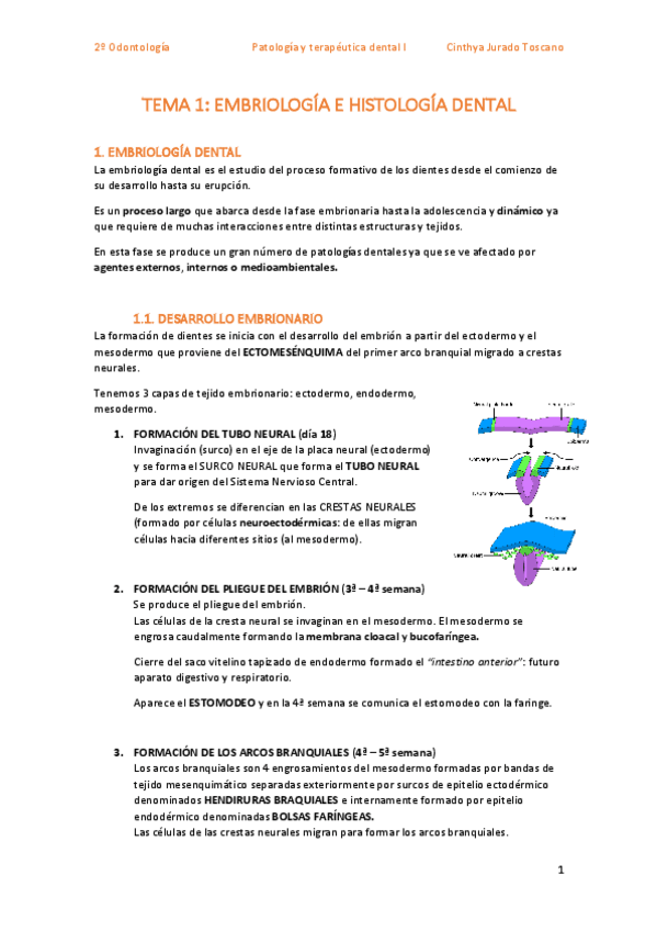 Miniatura del documento TEMA-1-embriologia-e-histologia.pdf