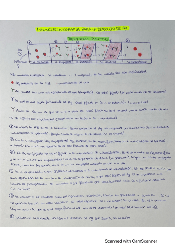 Miniatura del documento Inmunocromatografia-para-la-deteccion-de-Ag.pdf