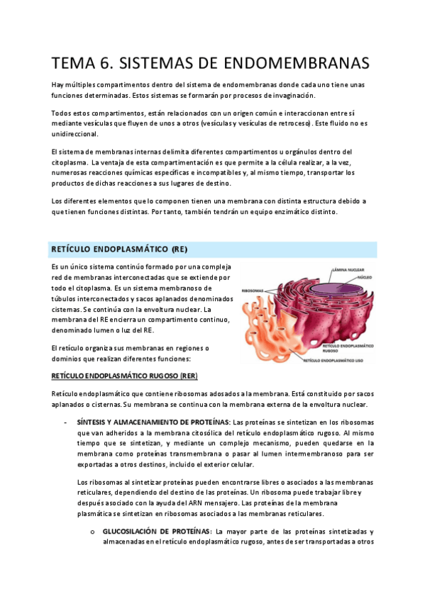 Miniatura del documento T.6 sistema de endomembranas.pdf