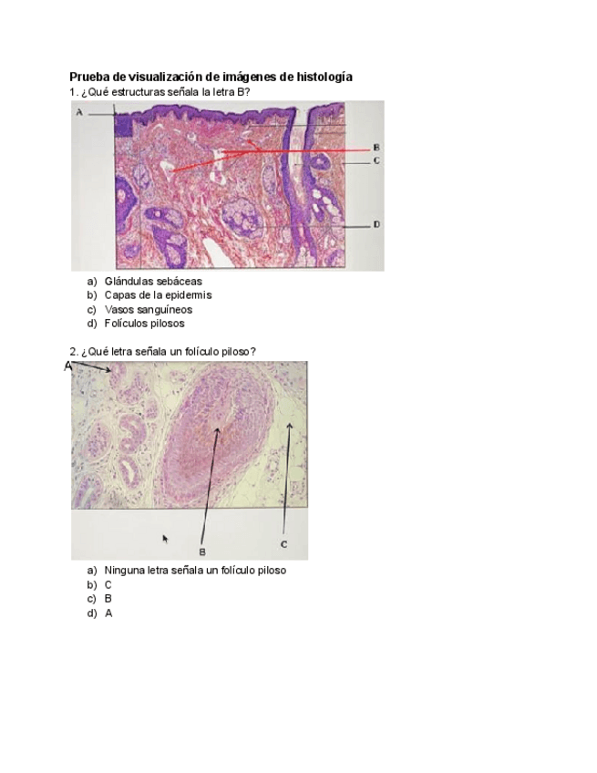 Miniatura del documento Prueba-de-visualizacion-de-imagenes-histologia-1.pdf