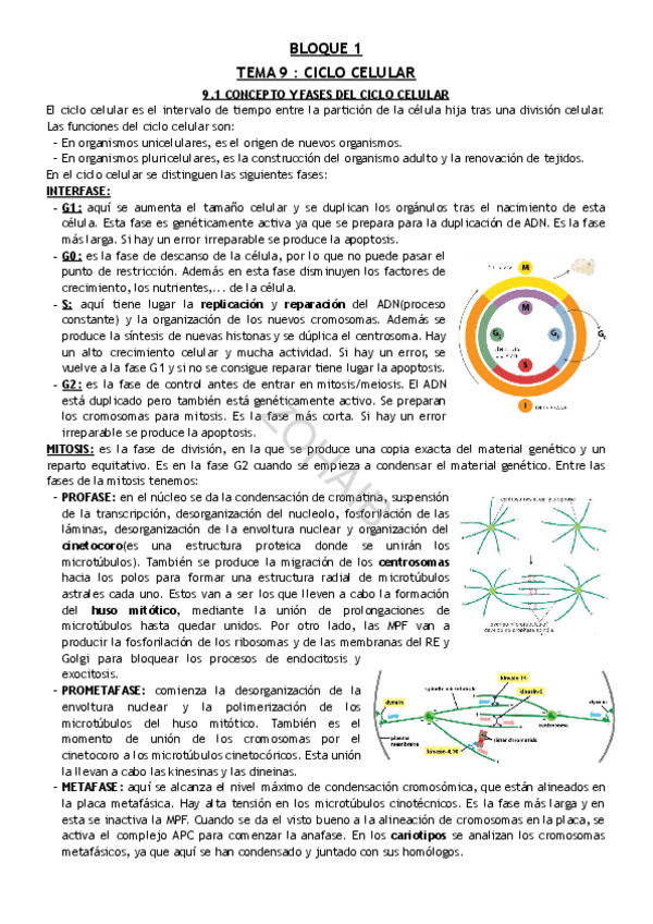 Miniatura del documento TEMA-9--CICLO-CELULAR.pdf