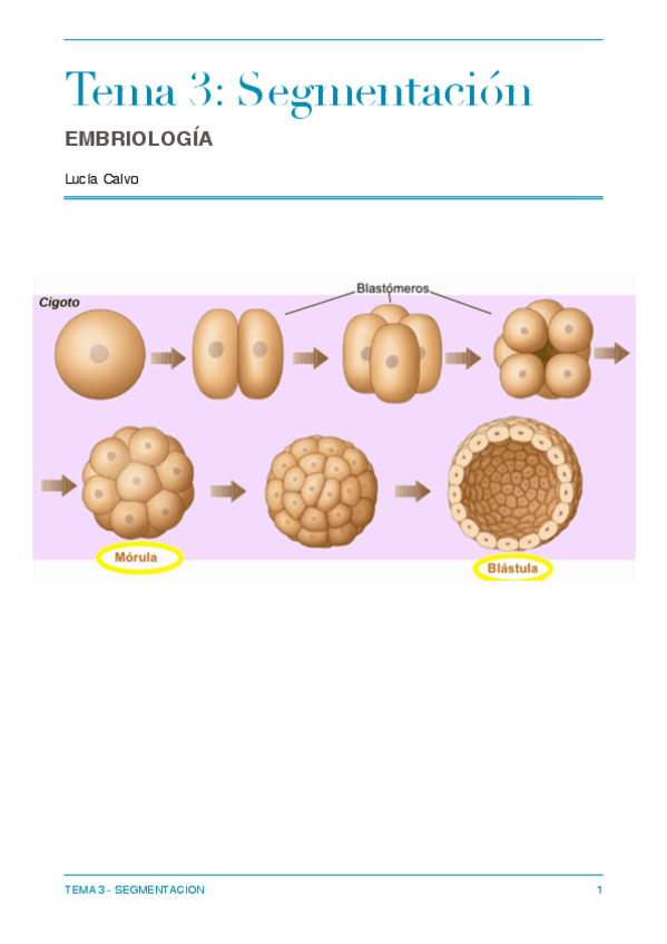 Miniatura del documento TEMA 3 EMBRIOLOGIA- segmentación.pdf