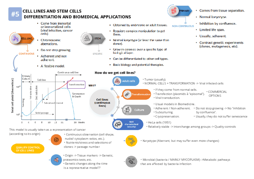 Miniatura del documento 5-stem-cells-differentiation.pdf