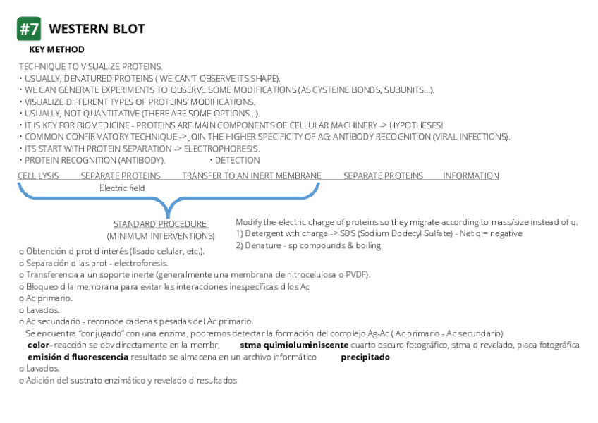 Miniatura del documento 7-Western-blot.pdf
