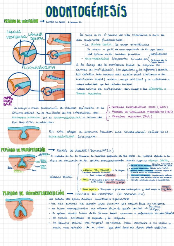 Miniatura del documento Esquema-Odontogenesis.pdf