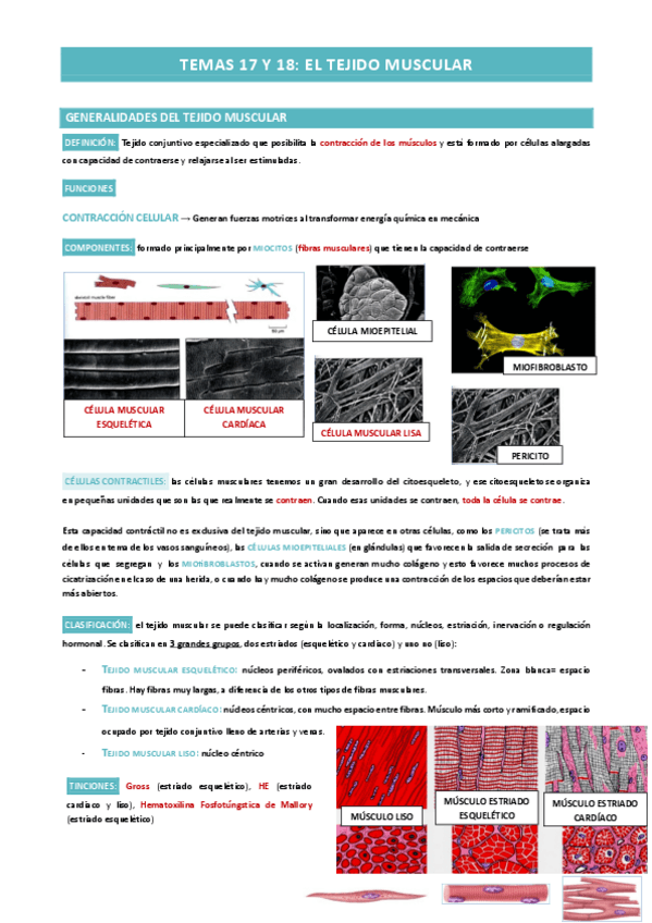 Miniatura del documento TEMAS-17-y-18-TEJIDO-MUSCULAR.pdf