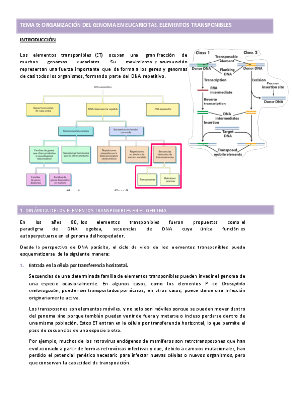 Miniatura del documento TEMA-9-GENETICA-MOL.pdf