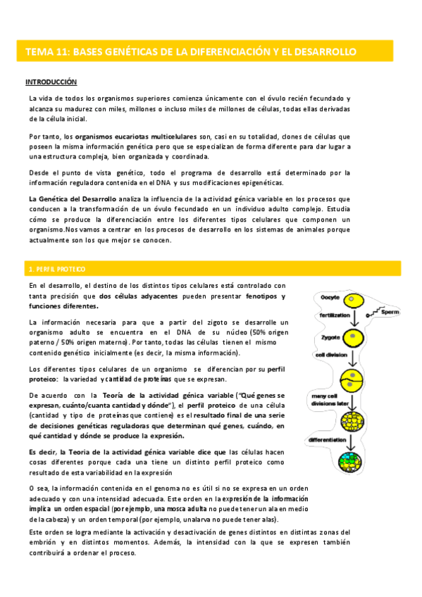 Miniatura del documento TEMA-11-GENETICA-MOL.pdf
