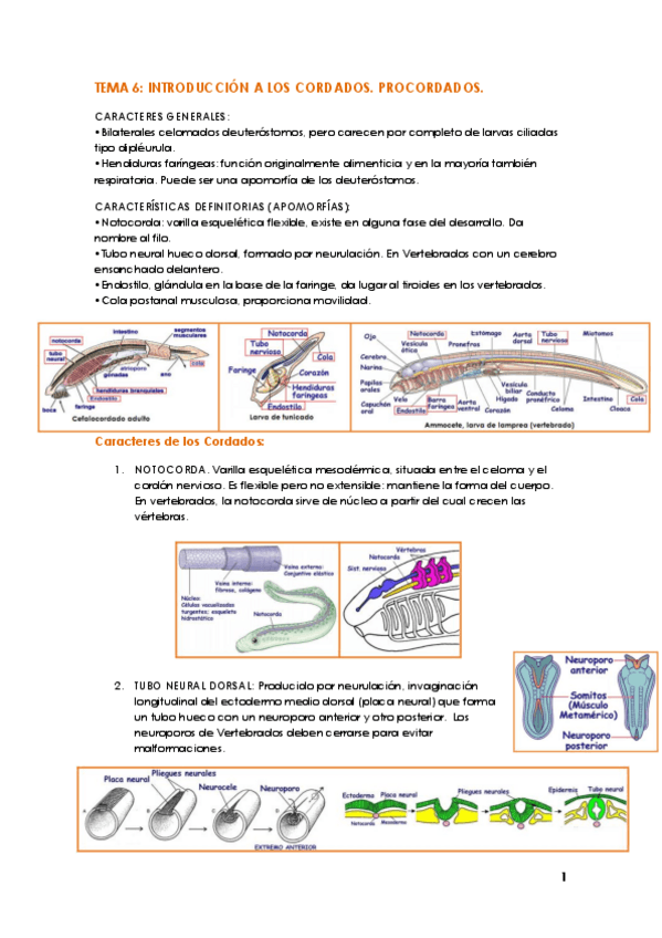 Miniatura del documento TEMA 6 ZOO.pdf