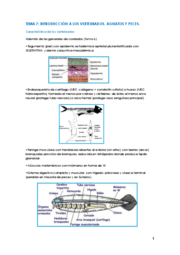 Miniatura del documento TEMA 7 ZOO.pdf