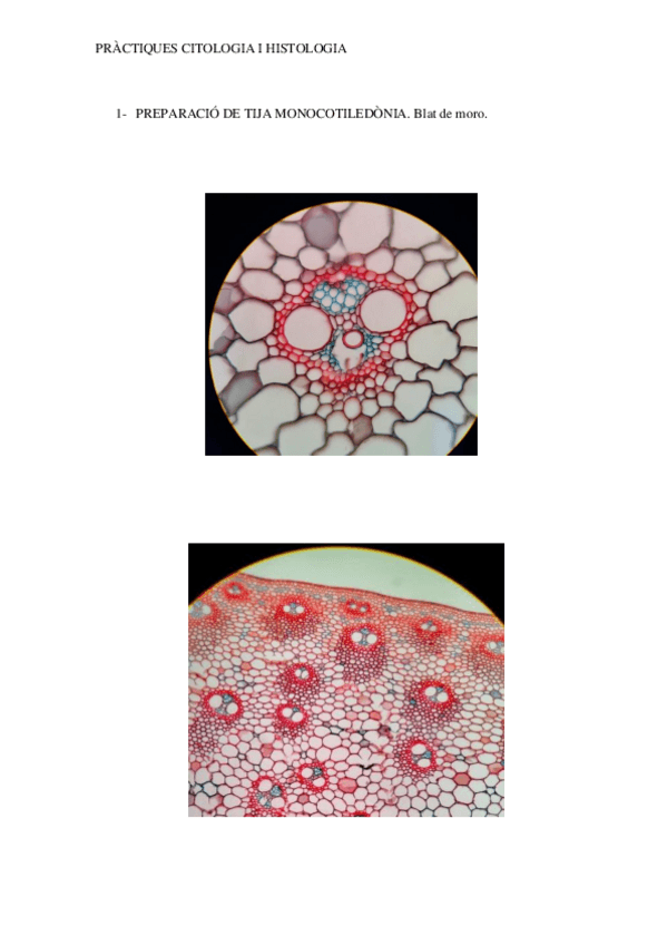 Miniatura del documento fotos-lab-Histologia-VEGETAL.pdf