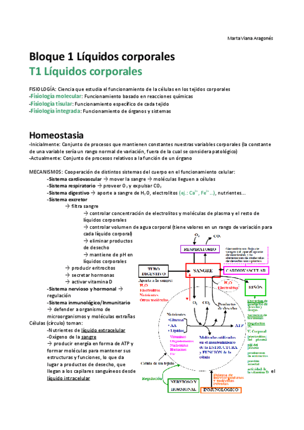 Miniatura del documento APUNTES COMPLETOS FISIO (MVA) - Fisiología Básica.pdf