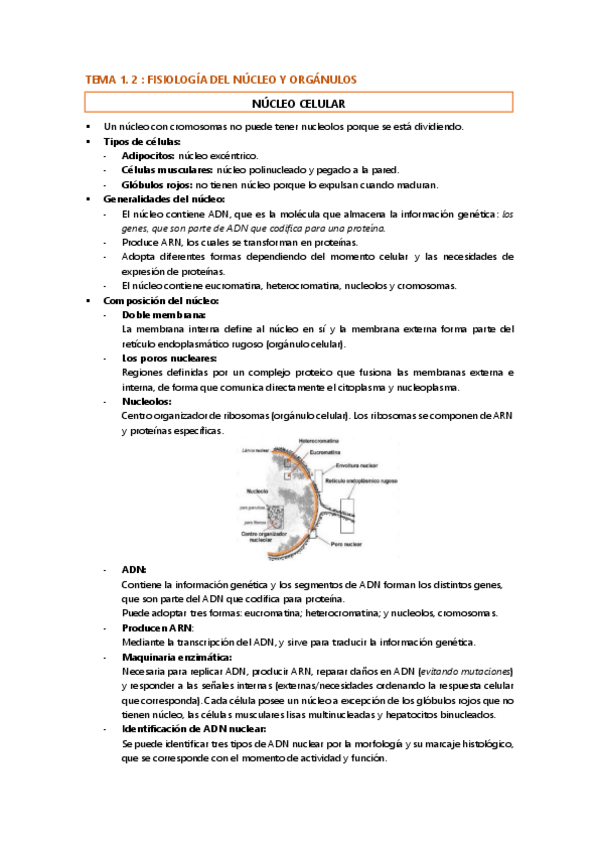 Miniatura del documento Tema-1.2-fisiologia-wuolah.pdf