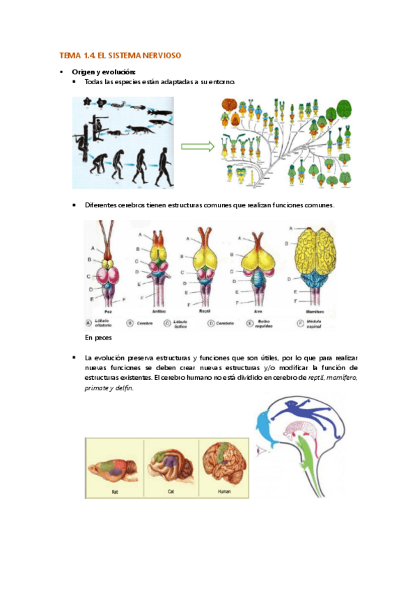 Miniatura del documento Tema-1.4-fisiologia-wuolah.pdf
