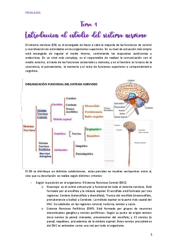 Miniatura del documento INTRODUCCION-AL-ESTUDIO-DEL-SISTEMA-NERVIOSO-tema-4.pdf