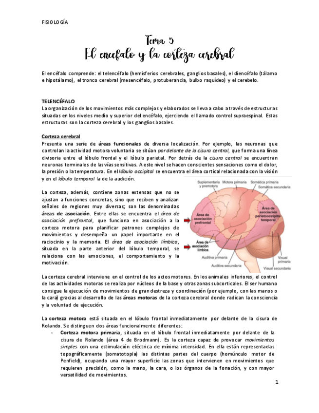 Miniatura del documento El-encefalo-y-la-corteza-cerebral-tema-5.pdf