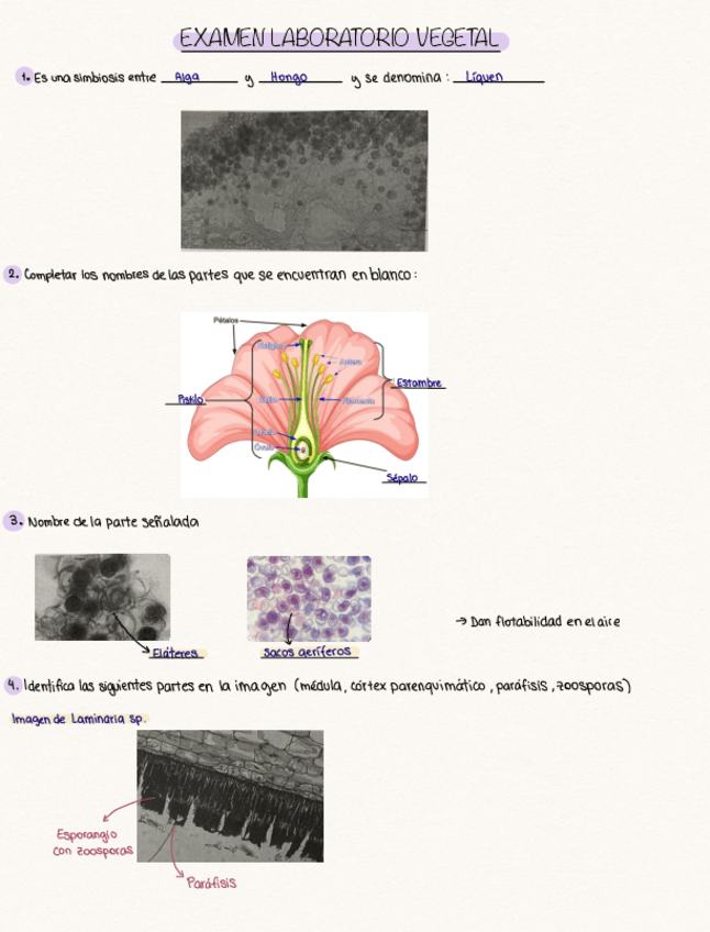 Miniatura del documento Examen-lab-Vegetal.pdf