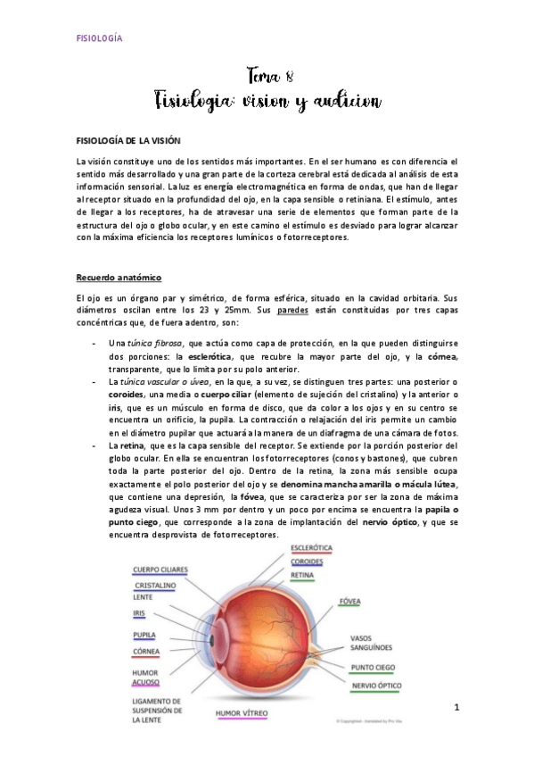 Miniatura del documento Tema-8Vision-y-audicion.pdf