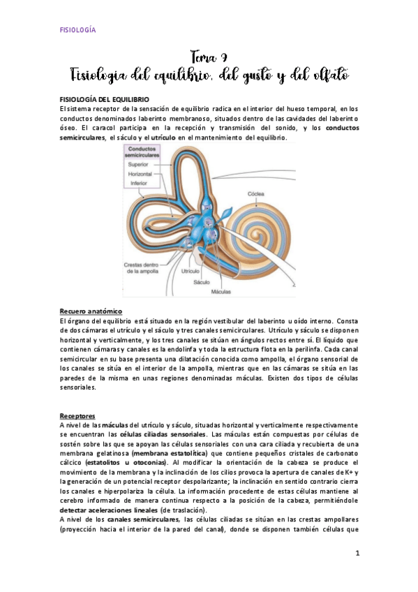 Miniatura del documento Tema-9Equilibrio-gusto-y-olfato.pdf
