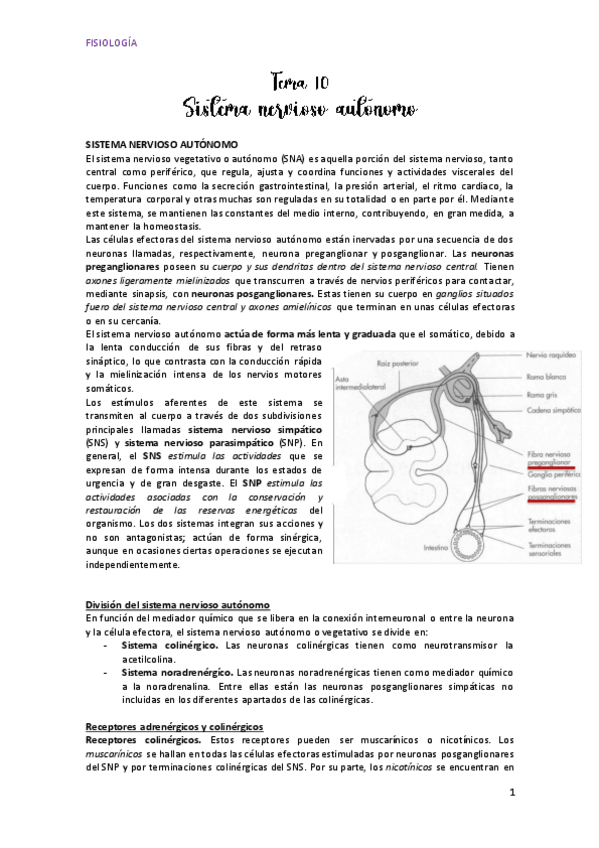 Miniatura del documento Tema-10sistema-nervioso-autonomo.pdf