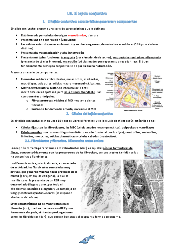 Miniatura del documento U3.-El-tejido-conjuntivo.pdf