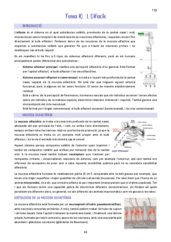 Miniatura del documento Tema-10.-LOlfacte.pdf