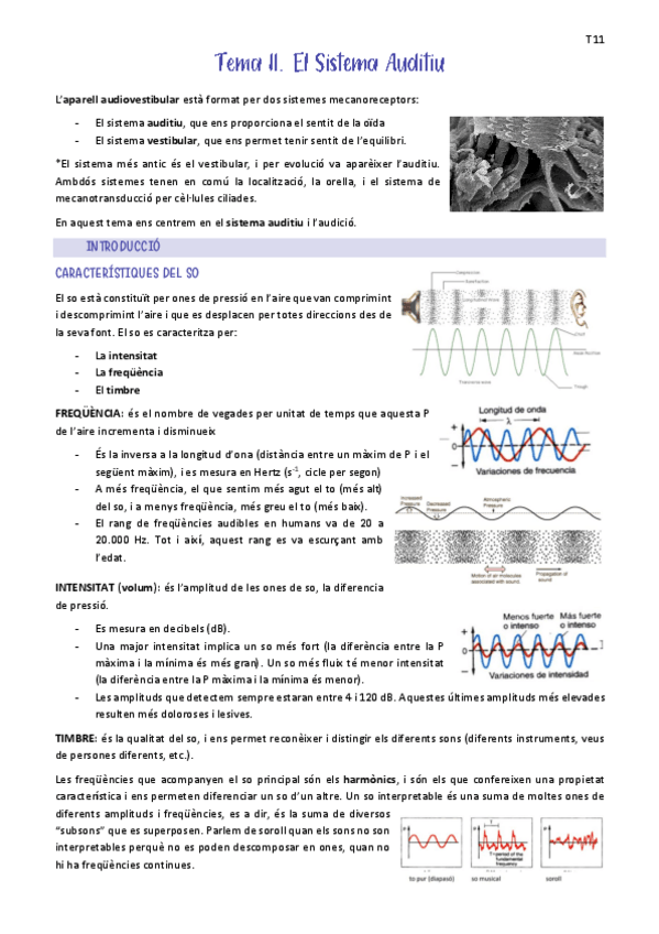 Miniatura del documento Tema-11.-Sistema-Auditiu.pdf