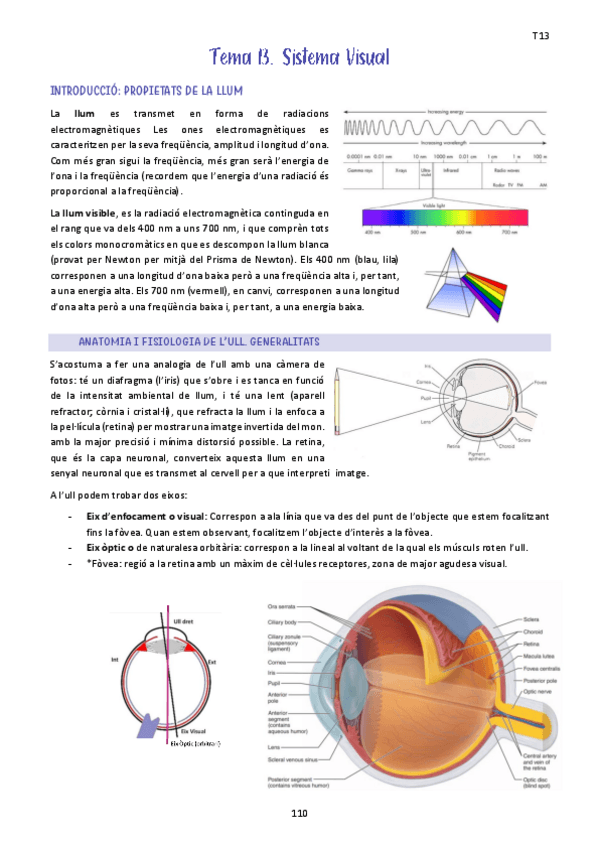 Miniatura del documento Tema-13.-Sistema-Visual.pdf