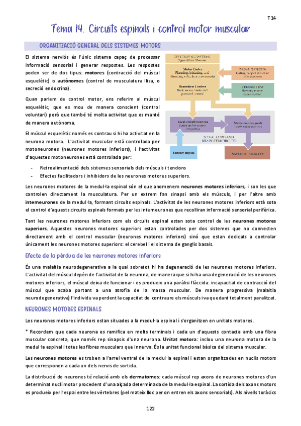Miniatura del documento Tema-14.-Circuits-espinals-i-control-motor-muscular.pdf