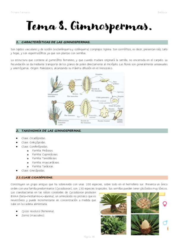Miniatura del documento Tema-8.-Gimnospermas..pdf