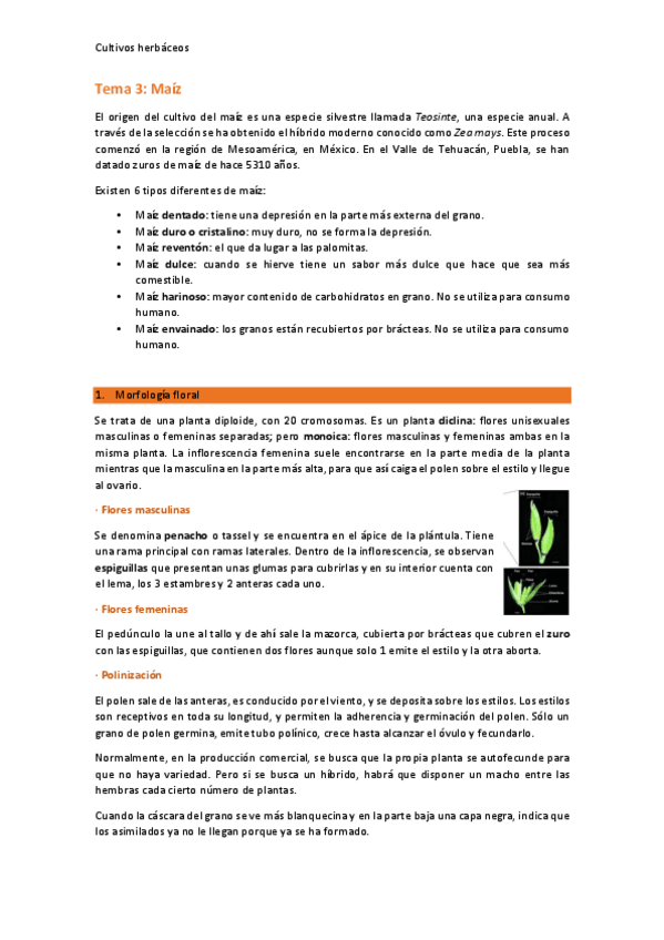 Miniatura del documento Tema-3-Maíz.pdf