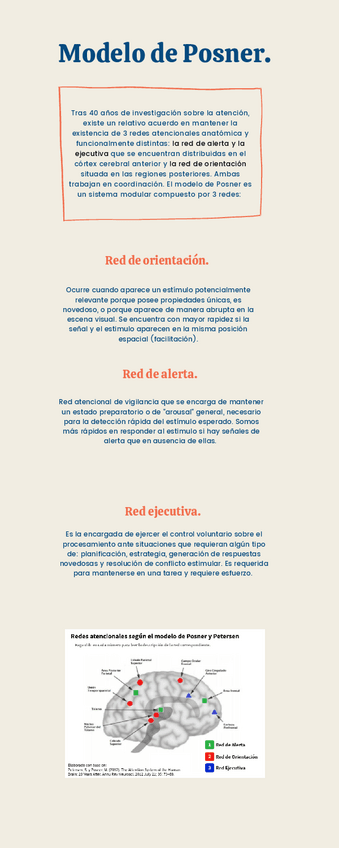 Miniatura del documento infografia-de-posner-y-sochkberg-y-mateer.pdf