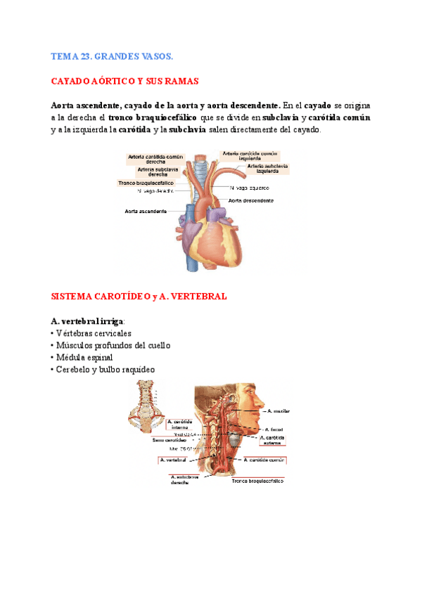 Miniatura del documento anatomia-general-23-24.pdf