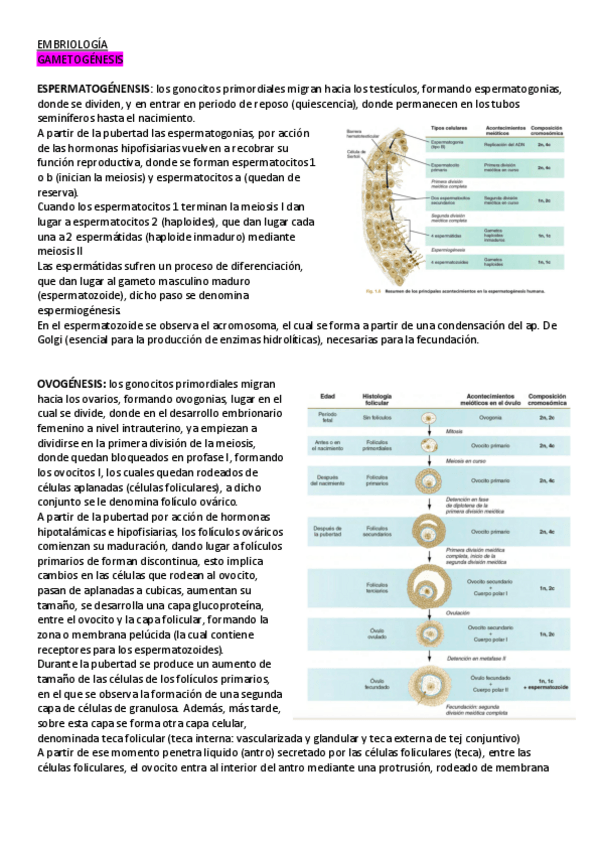 Miniatura del documento APUNTES-EMBRIOLOGIA-2223.pdf