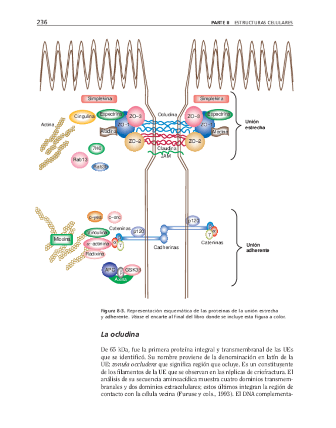 Miniatura del documento biologia-celular-y-molecular-70.pdf