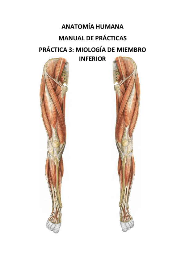 Miniatura del documento MANUAL-ANATOMIA-PRACTICA-3-LAMINAS.pdf