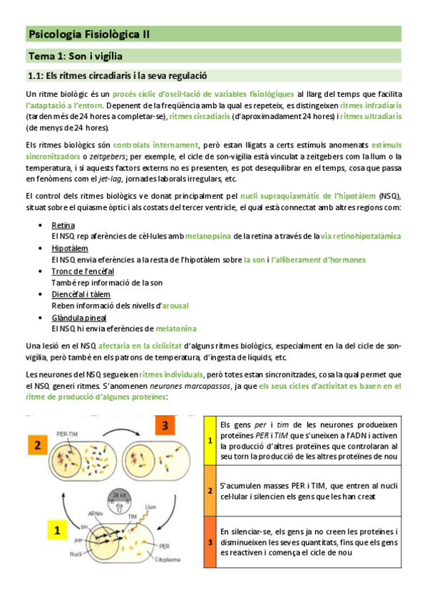 Miniatura del documento Tema 1 - Son i vigília.pdf