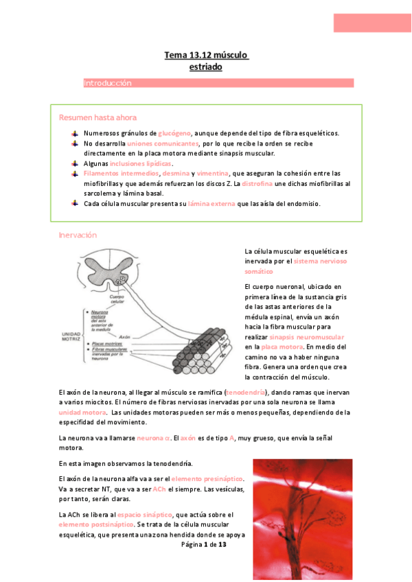 Miniatura del documento Tema-13.12-musculo-estriado.pdf