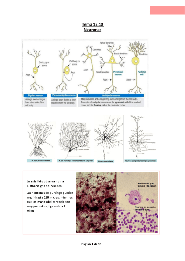 Miniatura del documento Tema-15.10-Neuronas.pdf