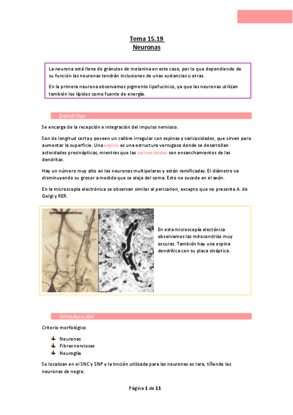 Miniatura del documento Tema-15.19-Neuronas.pdf