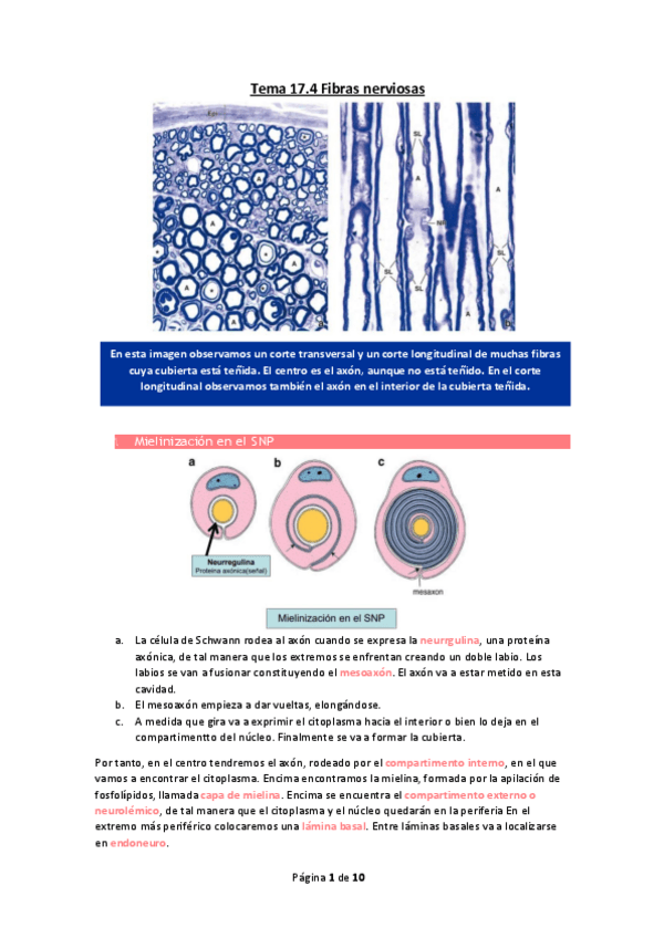 Miniatura del documento Tema-17.pdf