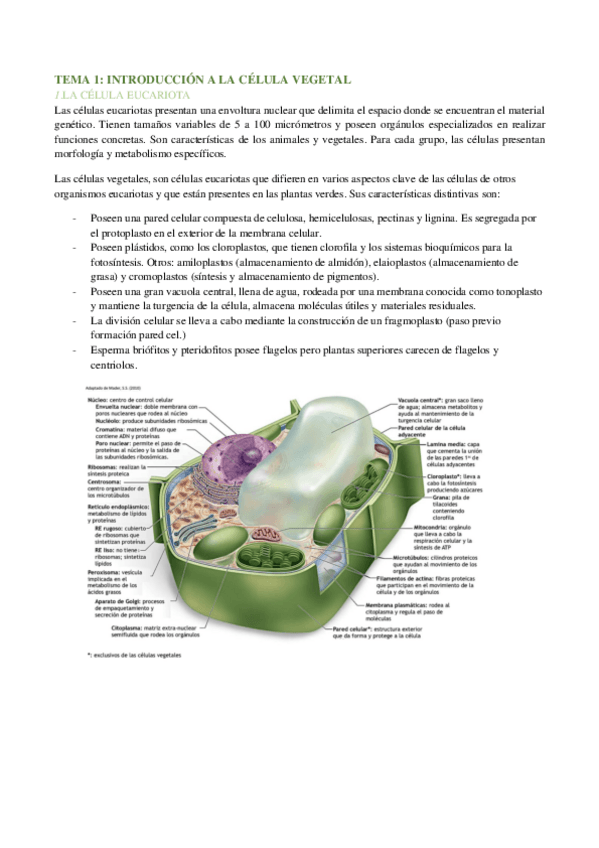 Miniatura del documento TEMA-1-botanica.pdf
