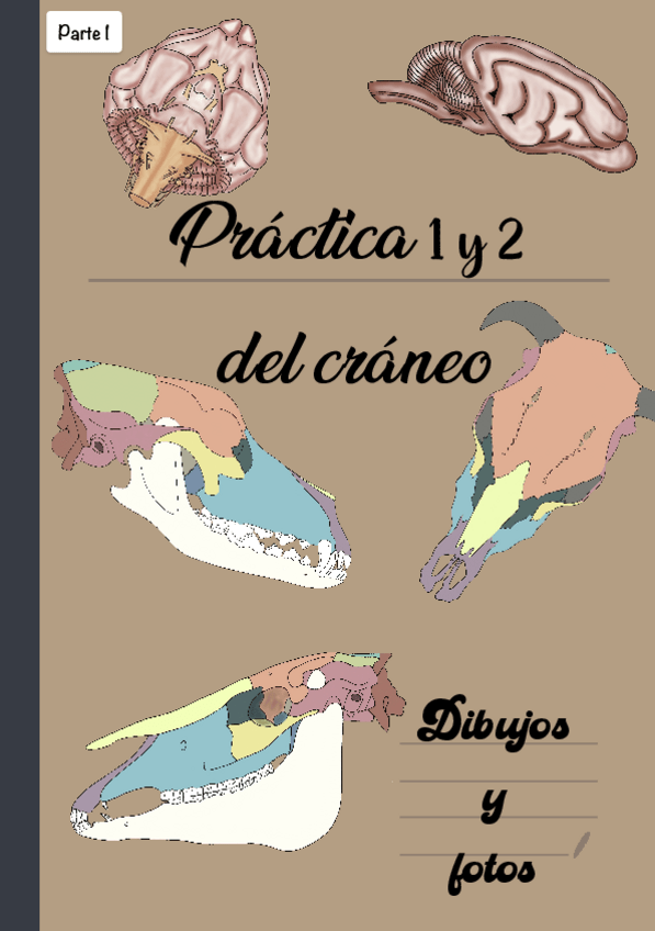 Miniatura del documento Practica-del-craneo.-Parte-1.pdf